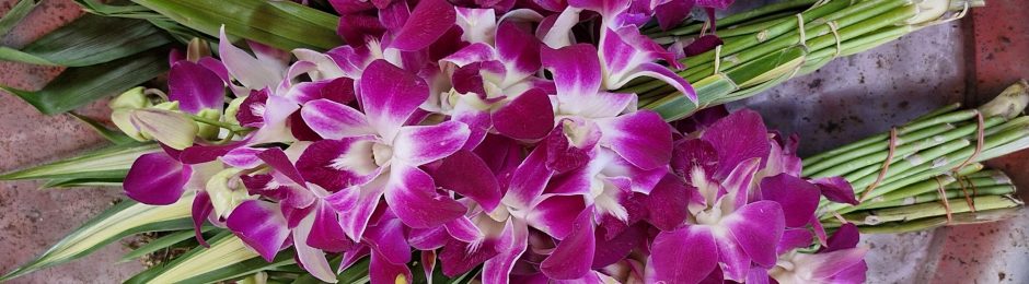 Akasha Healing Jessika Witt